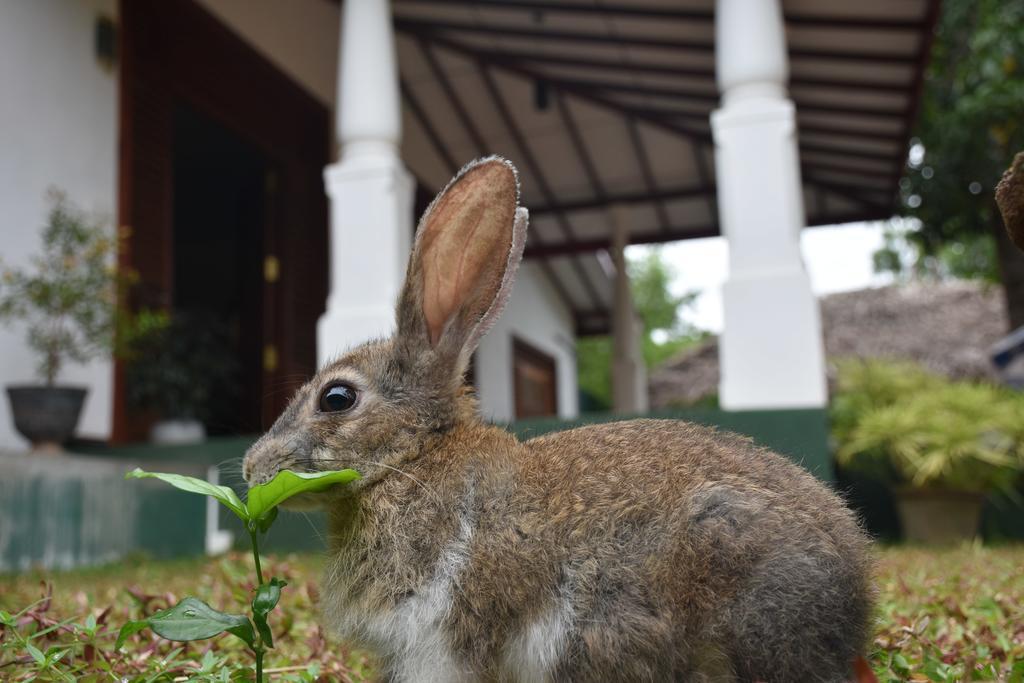 Green Palace Hotel Anuradhapura Ngoại thất bức ảnh